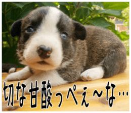MIEDOG Welsh Corgi Cardigan sticker 5 sticker #14419915