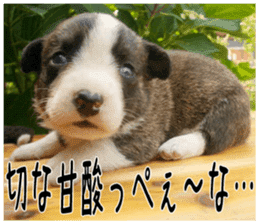 MIEDOG Welsh Corgi Cardigan sticker 5 sticker #14419915