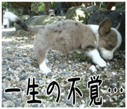 MIEDOG Welsh Corgi Cardigan sticker 5 sticker #14419916