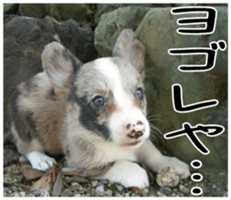 MIEDOG Welsh Corgi Cardigan sticker 5 sticker #14419917