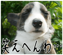 MIEDOG Welsh Corgi Cardigan sticker 5 sticker #14419918