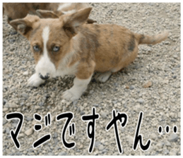 MIEDOG Welsh Corgi Cardigan sticker 5 sticker #14419920