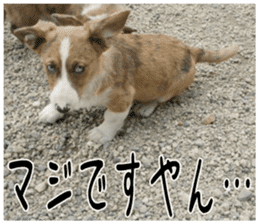 MIEDOG Welsh Corgi Cardigan sticker 5 sticker #14419920