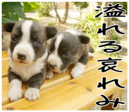 MIEDOG Welsh Corgi Cardigan sticker 5 sticker #14419923