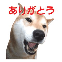 A-chan of Shibainu 5(Thankyou)