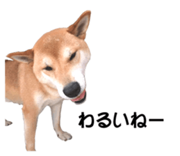 A-chan of Shibainu 5(Thankyou) sticker #14420646