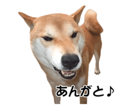 A-chan of Shibainu 5(Thankyou) sticker #14420647