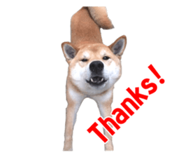 A-chan of Shibainu 5(Thankyou) sticker #14420648