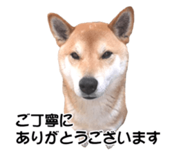 A-chan of Shibainu 5(Thankyou) sticker #14420649