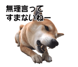 A-chan of Shibainu 5(Thankyou) sticker #14420650