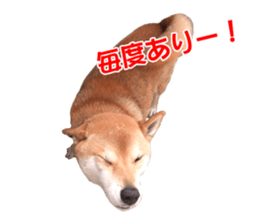 A-chan of Shibainu 5(Thankyou) sticker #14420651