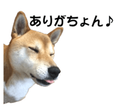 A-chan of Shibainu 5(Thankyou) sticker #14420652