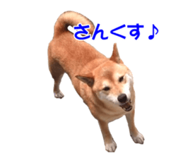 A-chan of Shibainu 5(Thankyou) sticker #14420653