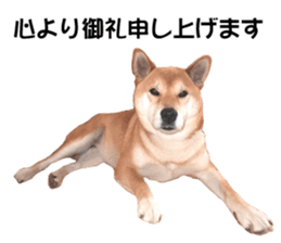 A-chan of Shibainu 5(Thankyou) sticker #14420654