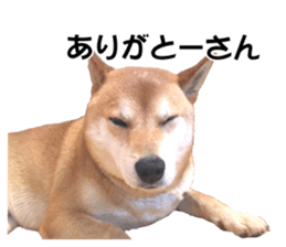 A-chan of Shibainu 5(Thankyou) sticker #14420655