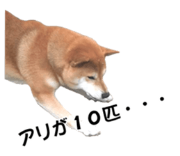 A-chan of Shibainu 5(Thankyou) sticker #14420656