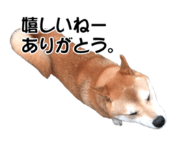 A-chan of Shibainu 5(Thankyou) sticker #14420657