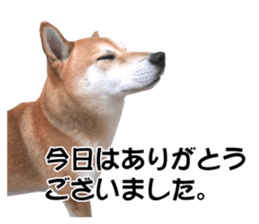 A-chan of Shibainu 5(Thankyou) sticker #14420658