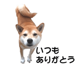 A-chan of Shibainu 5(Thankyou) sticker #14420660