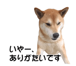 A-chan of Shibainu 5(Thankyou) sticker #14420661