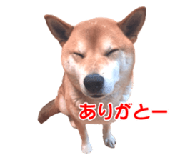 A-chan of Shibainu 5(Thankyou) sticker #14420662