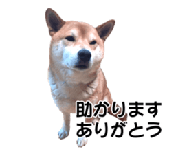 A-chan of Shibainu 5(Thankyou) sticker #14420663