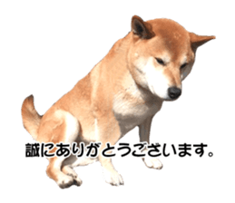A-chan of Shibainu 5(Thankyou) sticker #14420664