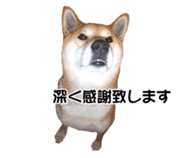 A-chan of Shibainu 5(Thankyou) sticker #14420665