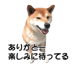 A-chan of Shibainu 5(Thankyou) sticker #14420667