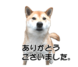 A-chan of Shibainu 5(Thankyou) sticker #14420668
