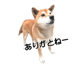 A-chan of Shibainu 5(Thankyou) sticker #14420669
