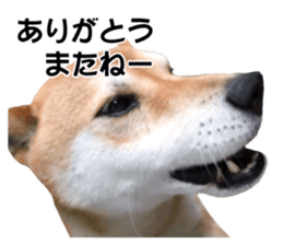 A-chan of Shibainu 5(Thankyou) sticker #14420670