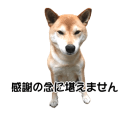 A-chan of Shibainu 5(Thankyou) sticker #14420671