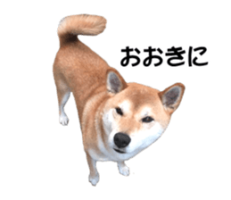A-chan of Shibainu 5(Thankyou) sticker #14420672