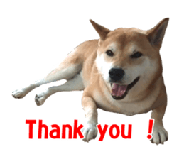 A-chan of Shibainu 5(Thankyou) sticker #14420673
