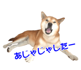 A-chan of Shibainu 5(Thankyou) sticker #14420674