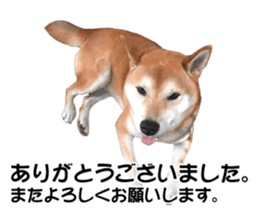 A-chan of Shibainu 5(Thankyou) sticker #14420675