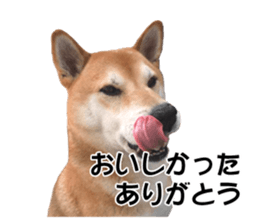 A-chan of Shibainu 5(Thankyou) sticker #14420676