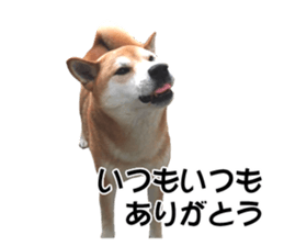 A-chan of Shibainu 5(Thankyou) sticker #14420677