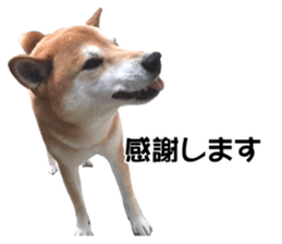 A-chan of Shibainu 5(Thankyou) sticker #14420678