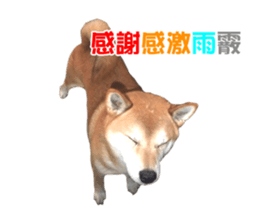 A-chan of Shibainu 5(Thankyou) sticker #14420679