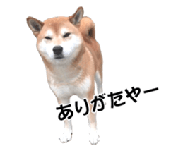 A-chan of Shibainu 5(Thankyou) sticker #14420680