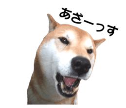 A-chan of Shibainu 5(Thankyou) sticker #14420681