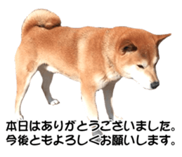 A-chan of Shibainu 5(Thankyou) sticker #14420682