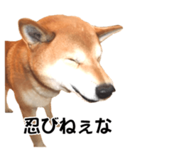 A-chan of Shibainu 5(Thankyou) sticker #14420684