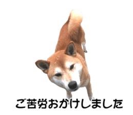 A-chan of Shibainu 5(Thankyou) sticker #14420685