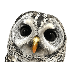 Rufous Legged Owl - Meme