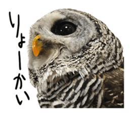 Rufous Legged Owl - Meme sticker #14422230