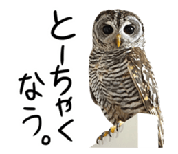 Rufous Legged Owl - Meme sticker #14422231