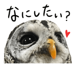 Rufous Legged Owl - Meme sticker #14422232